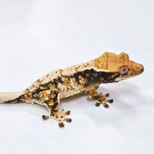 트라이