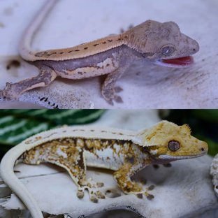 젠젝스 드루이드