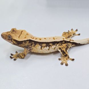 트라이