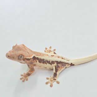 프라푸치노