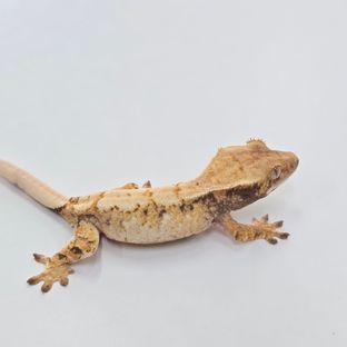 트라이