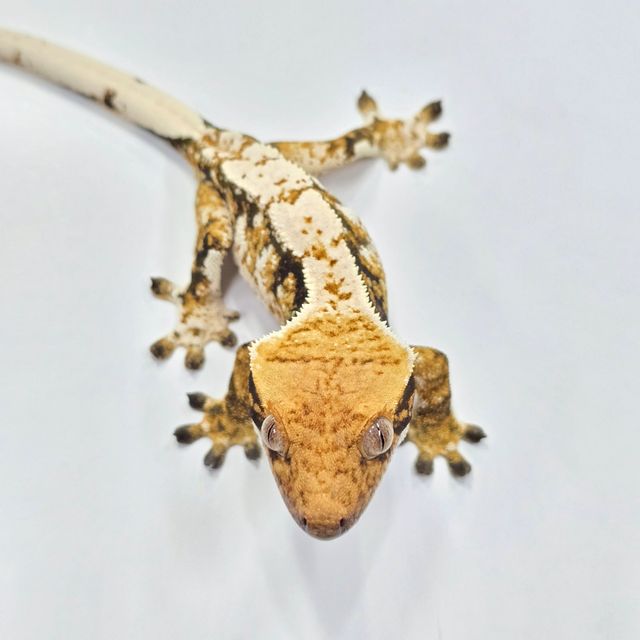 트라이