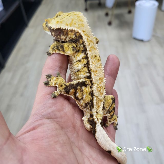 트라이