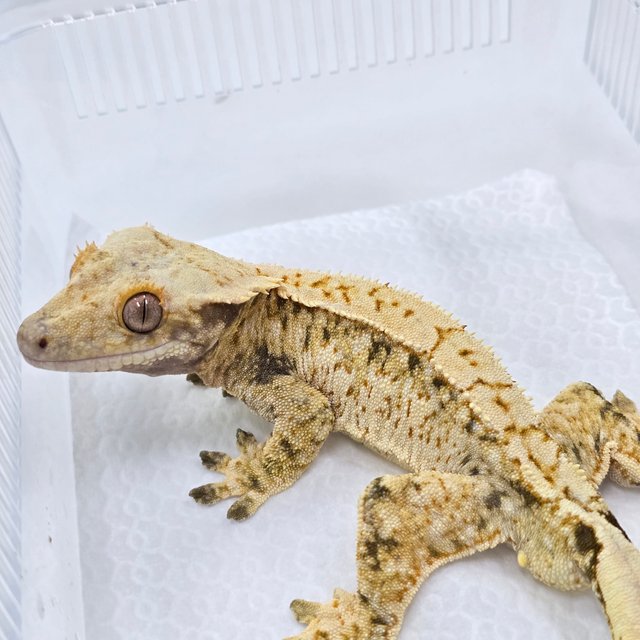 드리피 화이트스팟 트라이