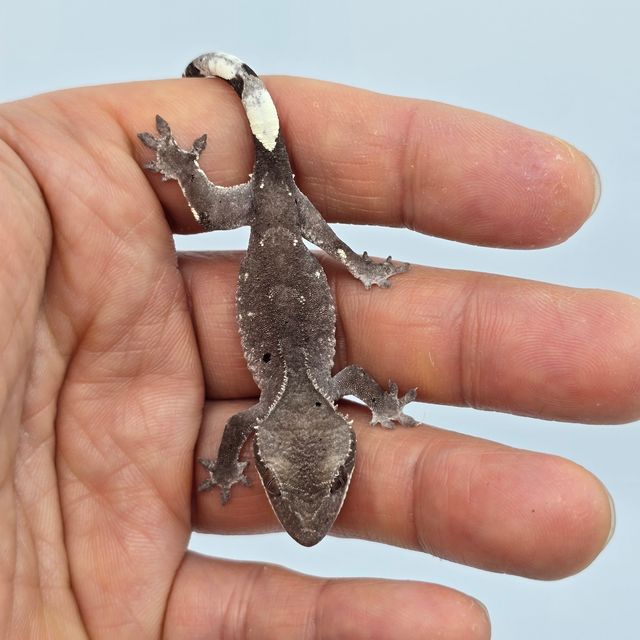 아잔틱