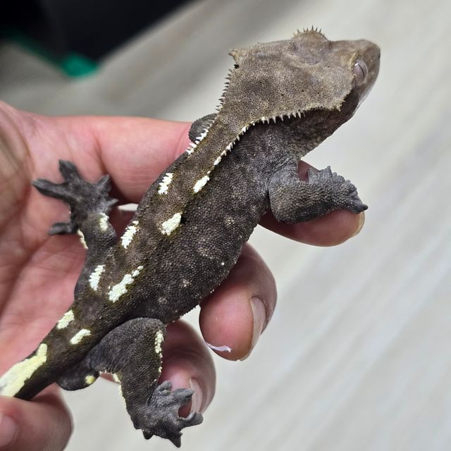 아잔틱