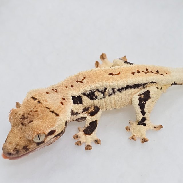 릴리화이트 풀핀 쿼드