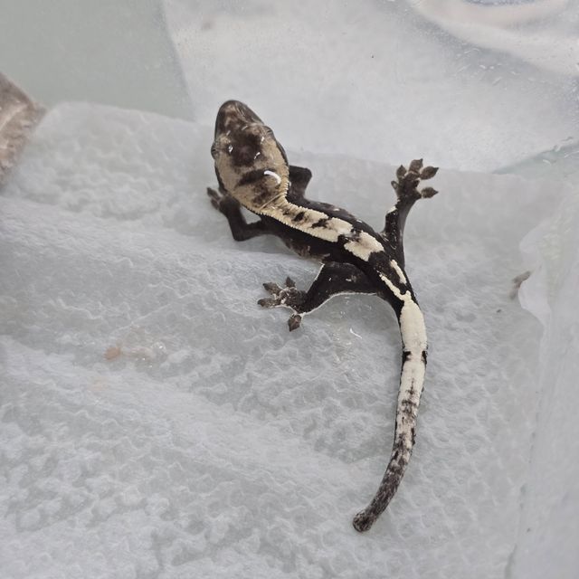 아잔틱