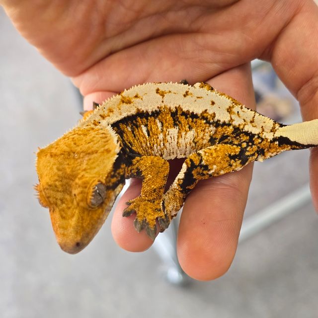 트라이 텐저린