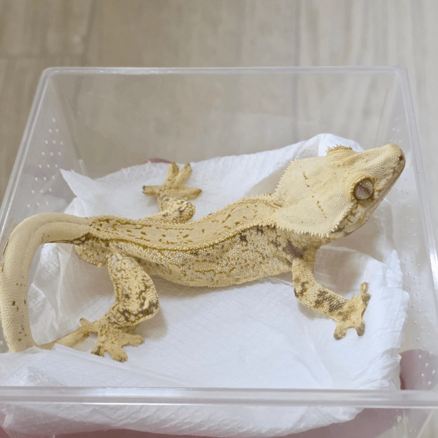 쿼드 화이트스팟 드리피 트라이