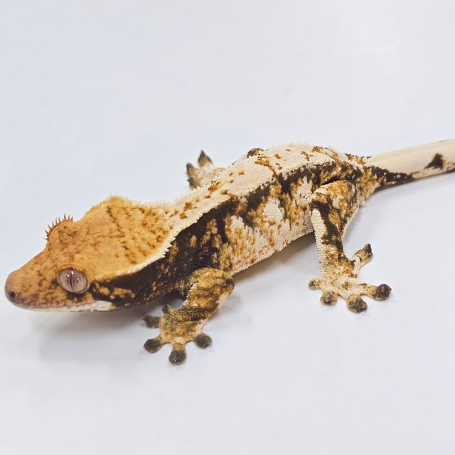 트라이