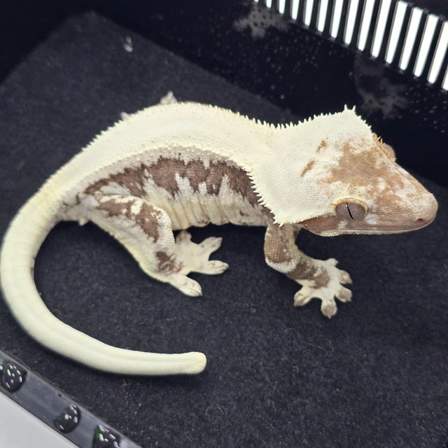 릴잔틱