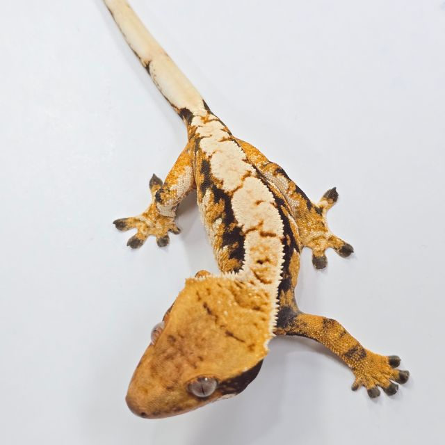 트라이 텐저린
