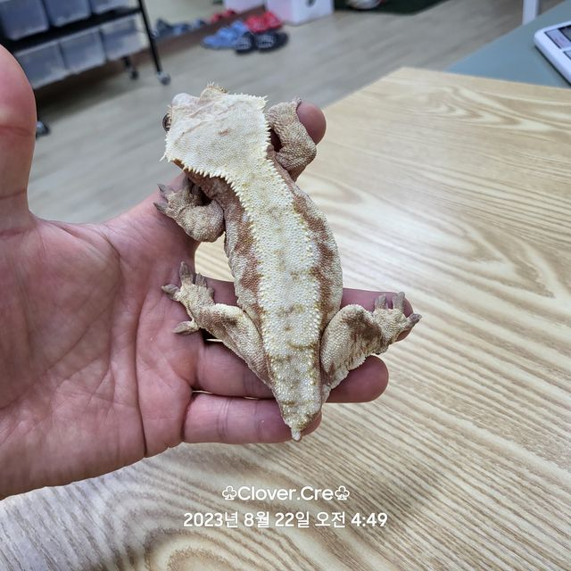노멀 드리피 화이트스팟 레드