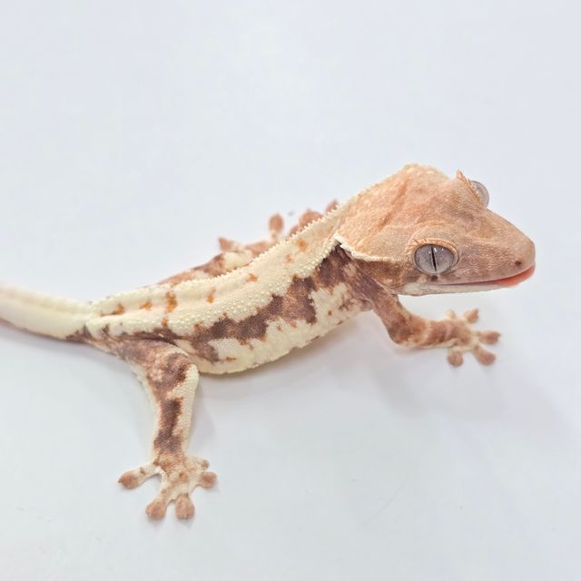 프라푸치노
