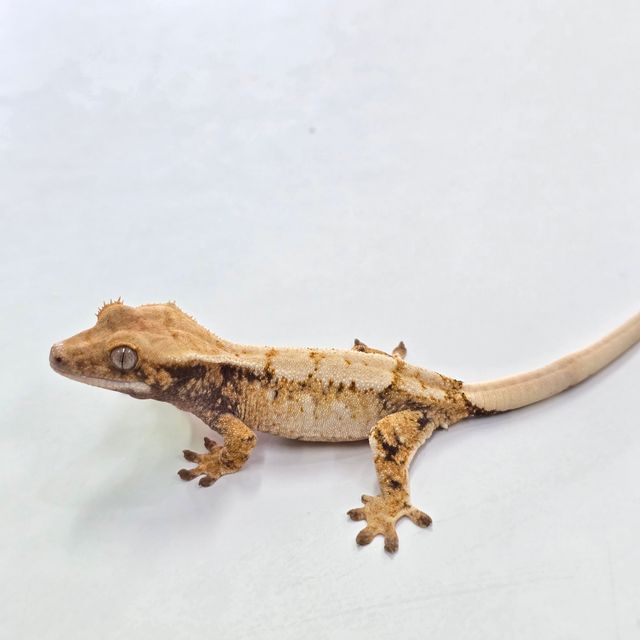 트라이