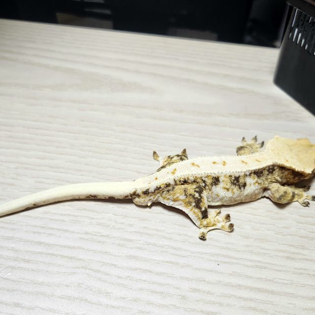 릴리화이트 트라이