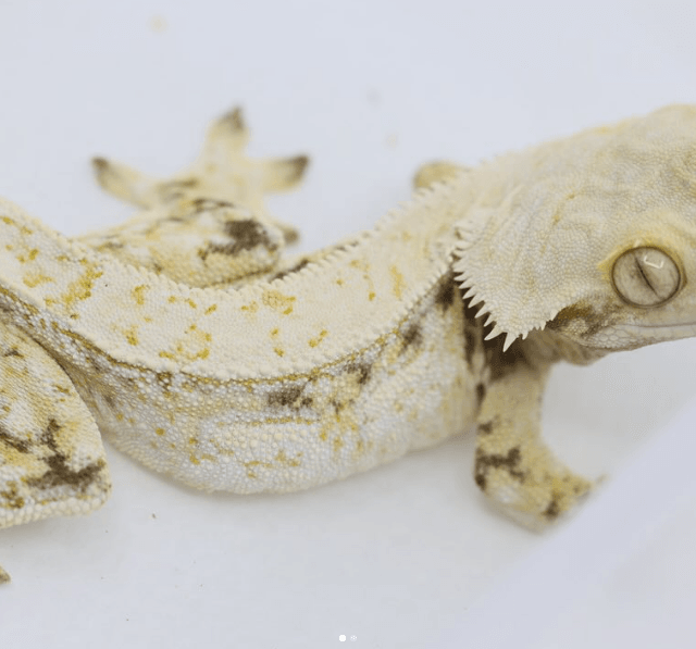 트라이 드리피 쿼드 화이트스팟