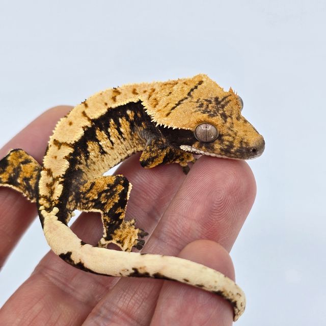 트라이