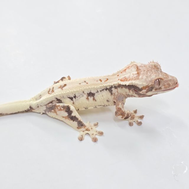 프라푸치노
