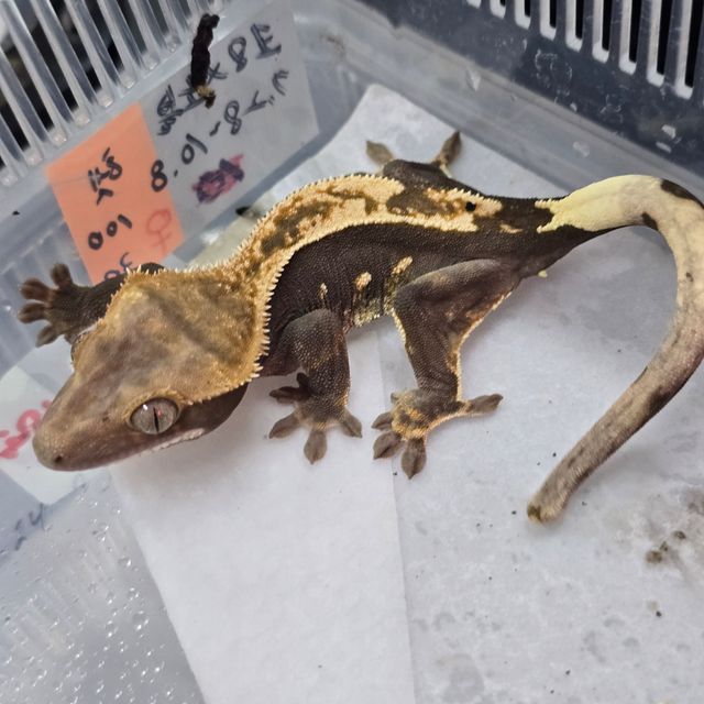 100%헷아잔틱