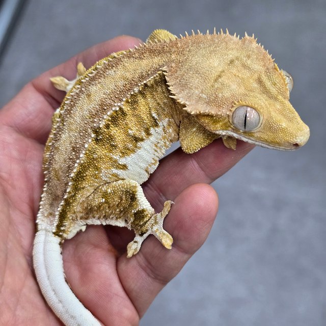 릴리100%헷아잔틱