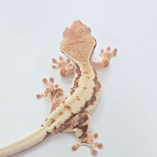 프라푸치노