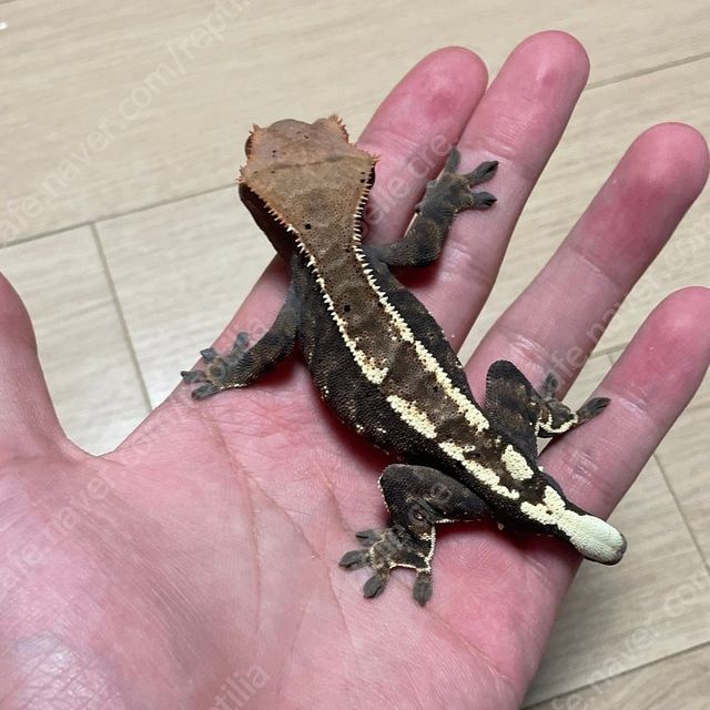 카푸치노