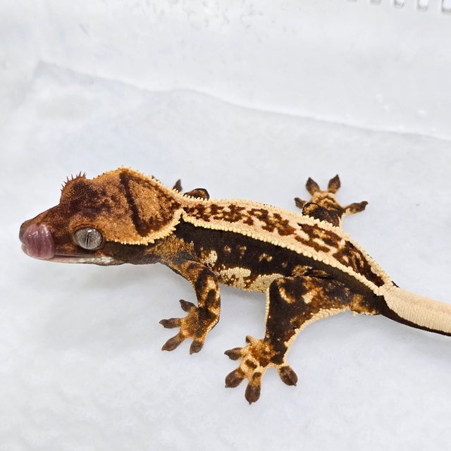 풀핀 쿼드 트라이