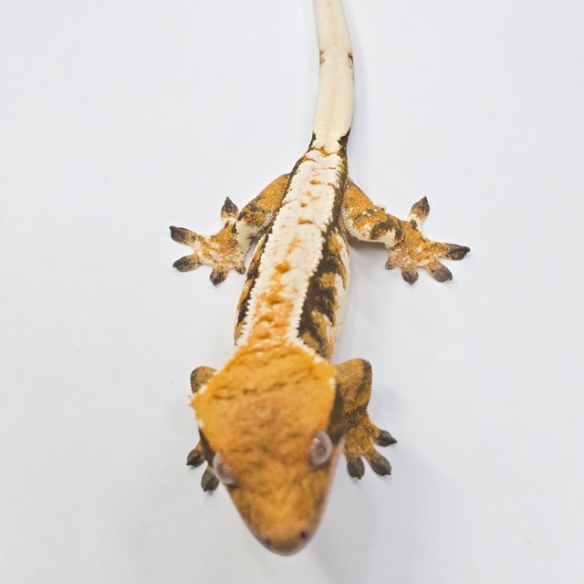 텐저린