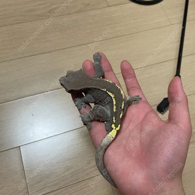 카푸치노