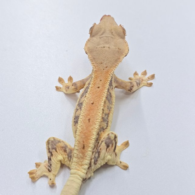 트라이 릴리화이트