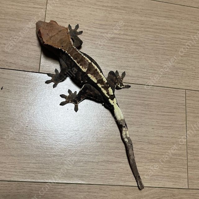 카푸치노