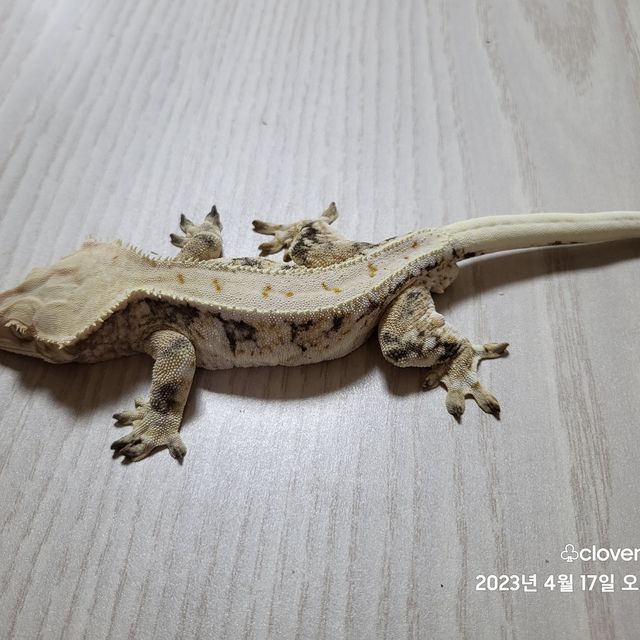 릴리화이트 트라이