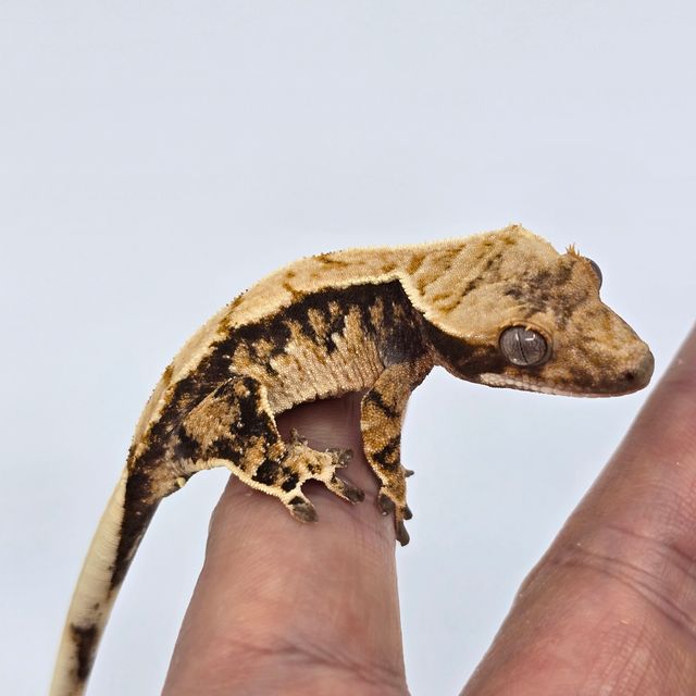 트라이