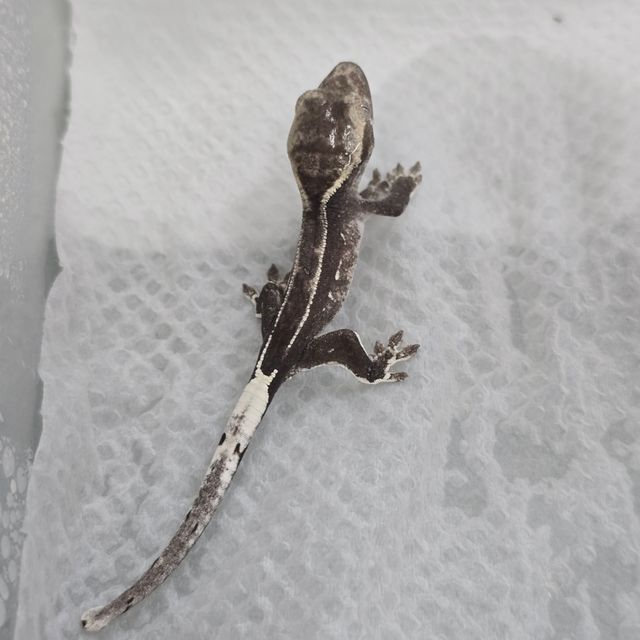 아잔틱