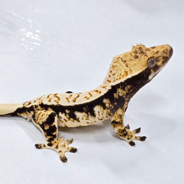 트라이