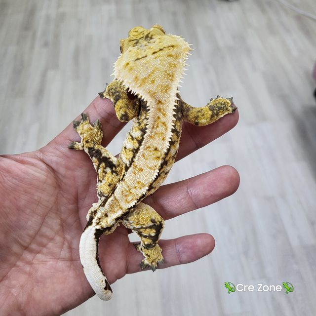 트라이