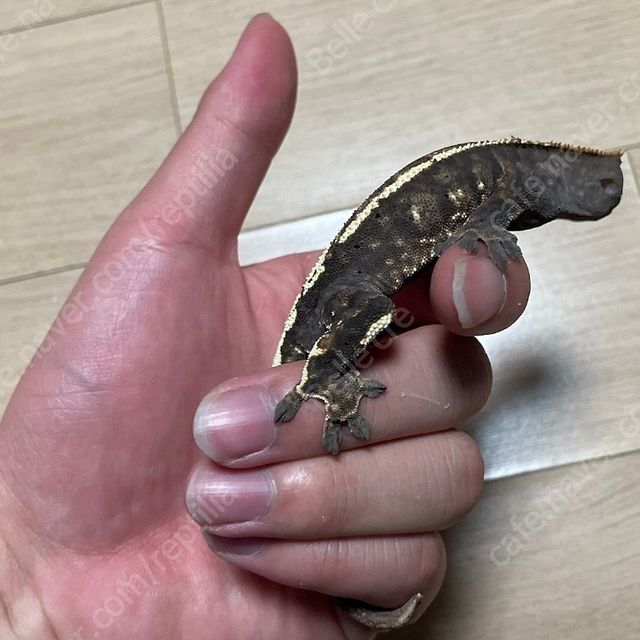 카푸치노