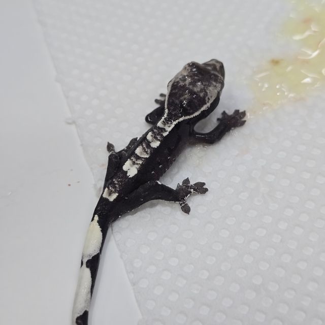 아잔틱
