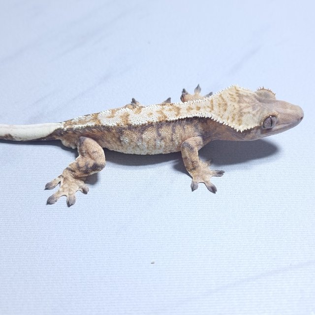 트라이 익스트림할리퀸