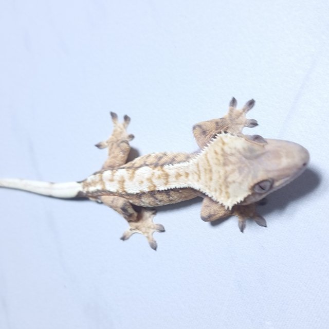 트라이 익스트림할리퀸