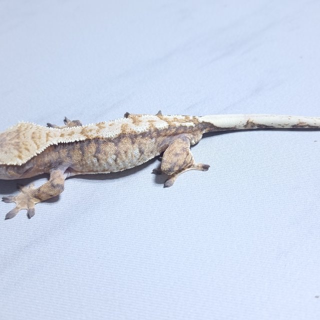 트라이 익스트림할리퀸