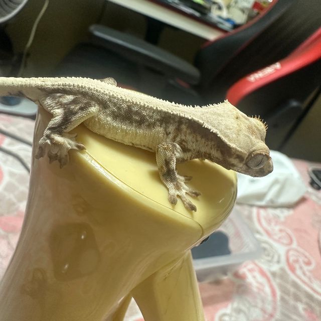 릴리화이트