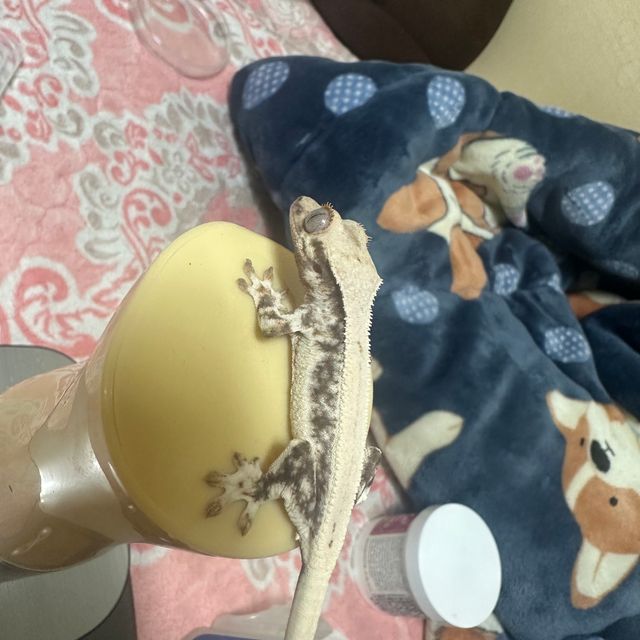 릴리화이트