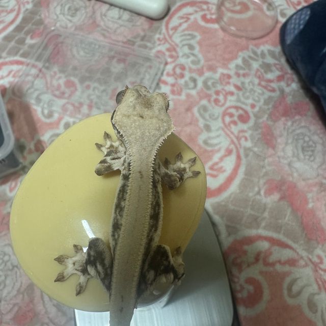 릴리화이트