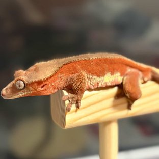 레드 팬텀 릴리화이트