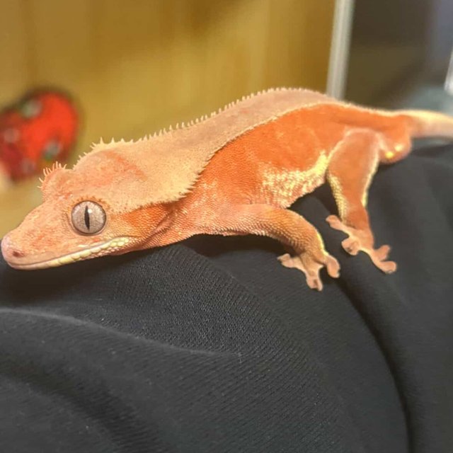 레드 팬텀 릴리화이트