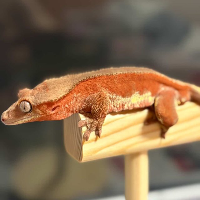 레드 팬텀 릴리화이트