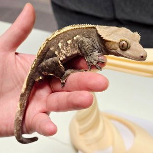 다크 100%헷아잔틱 노멀